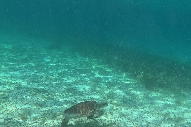 2 hour snorkeling in Arrecife de Puerto Morelos - Practicalities: Meeting Point and Group Size