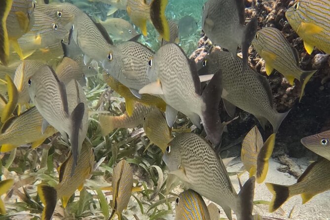 2 hour snorkeling in Arrecife de Puerto Morelos - The Experience with Conoce Lo Tuyo – Know Thy World