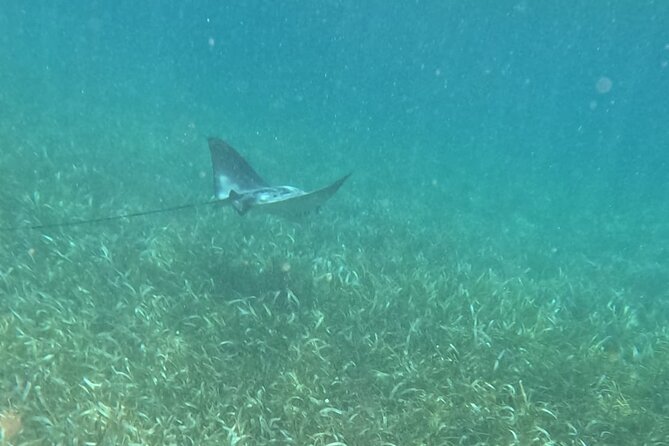 2 hour snorkeling in Arrecife de Puerto Morelos - Suitability and Recommendations