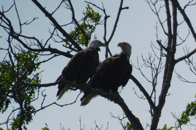 2-Hour Sunset Safari Eco Cruise from Cape May - Exploring Cape Mays Salt Marshes at Sunset