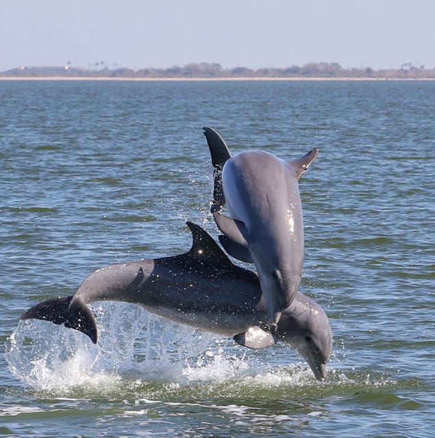2 Hour Tiki Dolphin Sightseeing Tour in Cocoa Beach - Who Will Enjoy This Tour Most