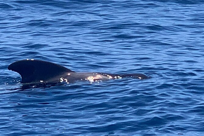 2 hour trip to see whales dolphins puerto colon adeje - Practical Details: Cancellation and Booking