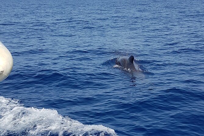 2 hour trip to see whales dolphins puerto colon adeje - Who Should Take This Tour?