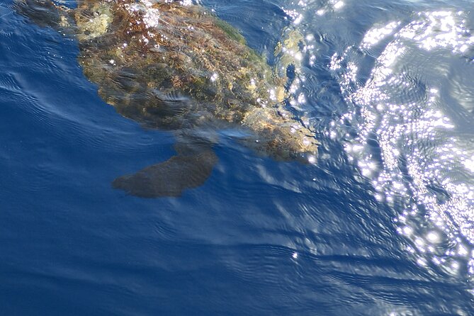 2 hour trip to see whales dolphins puerto colon adeje - Frequently Asked Questions