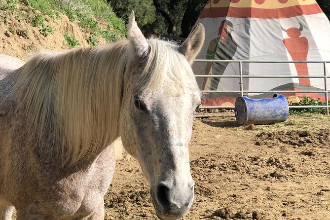 2 Hour Wildflower Horseback Trail Ride experience in Agoura Hills - Learning About Local Wildlife and History
