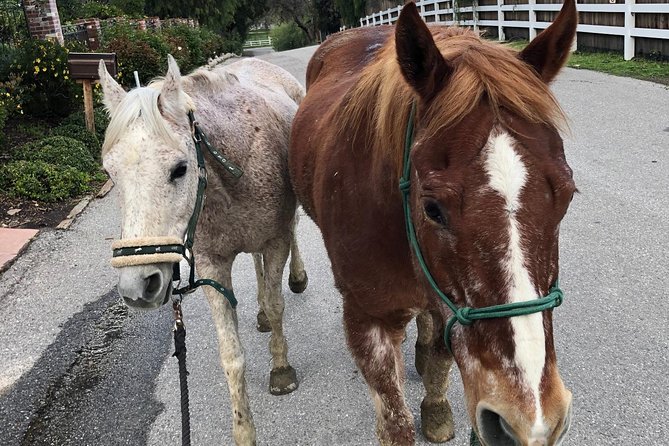2 Hour Wildflower Horseback Trail Ride experience in Agoura Hills - Practical Details and Tips for Participants
