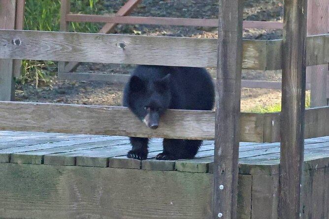 2-Hour Wildlife and Culture small van Excursion - What Makes This Tour Stand Out