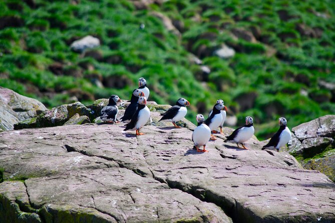 2 Hours Guided Whale and Bird Boat Tour in Bay Bulls - Key Points