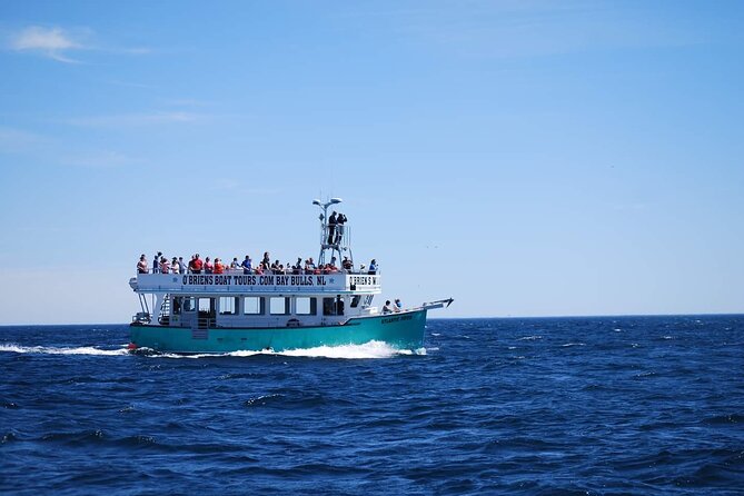 2 Hours Guided Whale and Bird Boat Tour in Bay Bulls - What Sets This Tour Apart from Others
