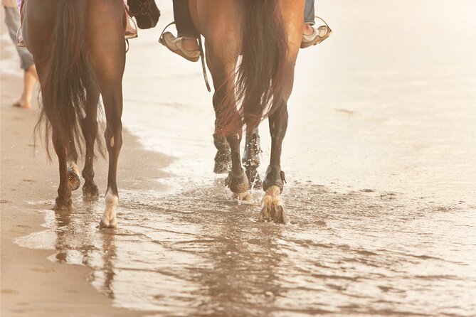 2 hours Horse Riding Excursion near the Beach in Alcúdia bay - The Scenic Routes: Alcúdia Bay and Son Serra de Marina Beach