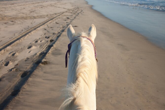 2 hours Horse Riding Excursion near the Beach in Alcúdia bay - The Guides and Group Size