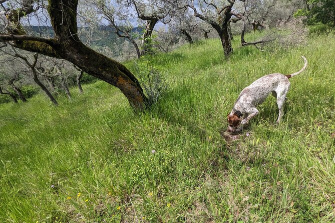 2 hours Private Activity - Truffle hunting in Assisi - The Land and Soil: A Look at Truffle Territories