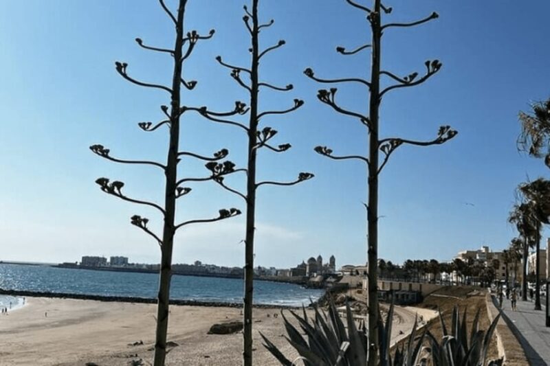 2 Hours Private Historical Tour in Cadiz - Exploring the Historic Charm of Barrio del Pópulo