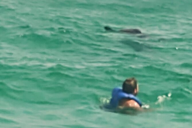 2 Hours Swim with the Dolphins in Panama City - The Experience: What Makes This Tour Stand Out?
