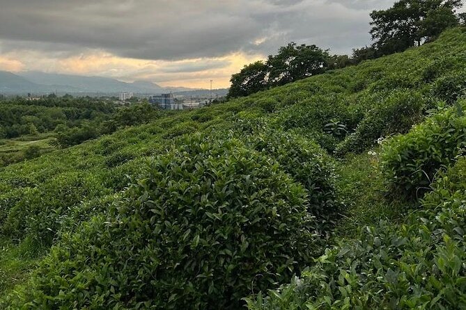 2 Hours Tea House and Tea Garden Trip in Ozurgeti Georgia - Walking Through the Subtropical Tea Gardens