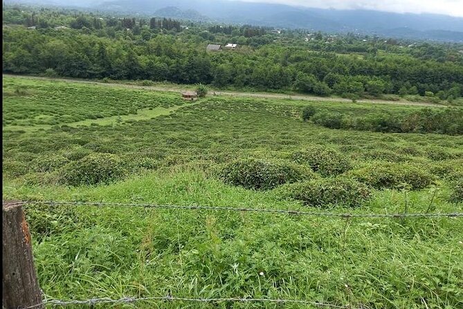 2 Hours Tea House and Tea Garden Trip in Ozurgeti Georgia - The Tea Tasting Session with an Expert