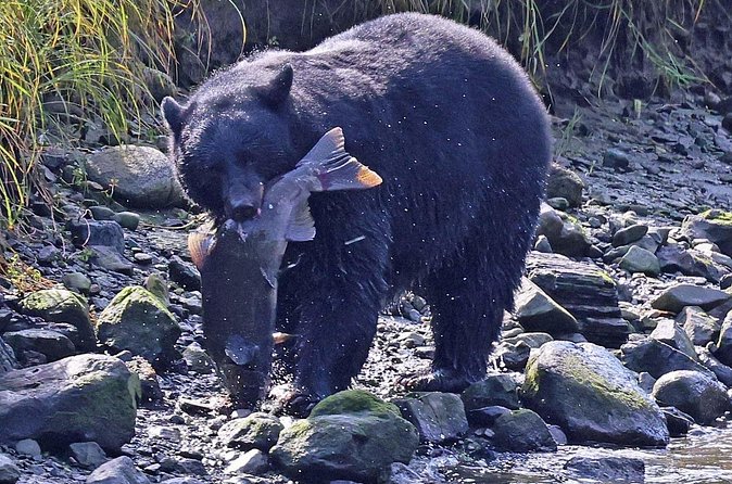 2 hr Private Custom Tour of Ketchikan (4 people) Wildlife + More - Cultural and Historic Sights on Ketchikan