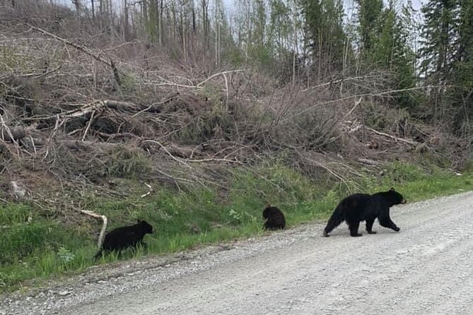 2 hr Private Custom Tour of Ketchikan (4 people) Wildlife + More - Comfort and Convenience During Your Tour