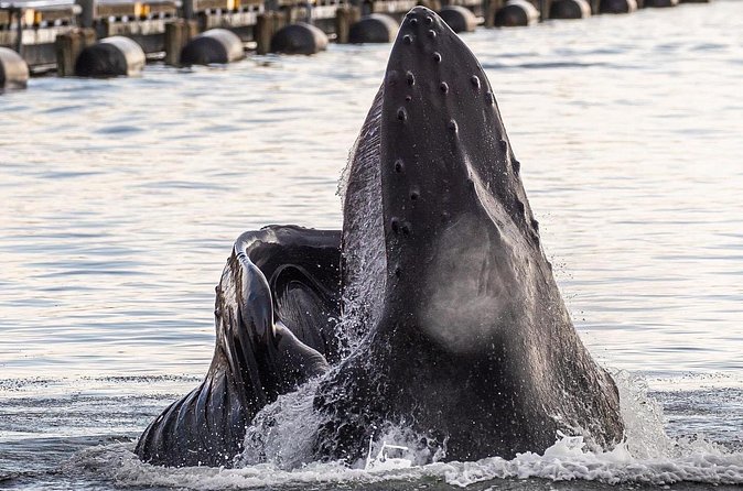 2 hr Private Custom Tour of Ketchikan (4 people) Wildlife + More - Booking and Cancellation Policies