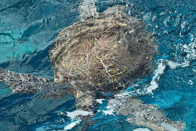 2 Location Snorkel Tour - Gear Included, 65 minutes per location - The Expertise and Persona of the Guides