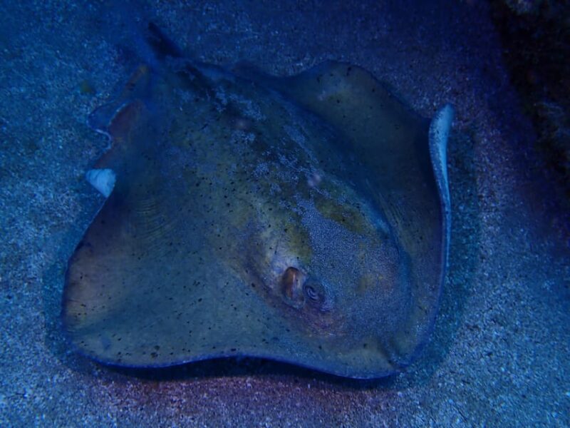 2 PRIVATE GUIDED DIVES - Key Points