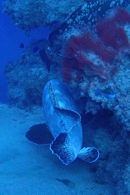 2 PRIVATE GUIDED DIVES - What’s Included and What to Bring