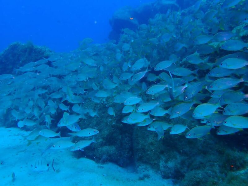 2 PRIVATE GUIDED DIVES - Logistics and Meeting Arrangements