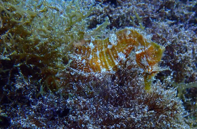 2 PRIVATE GUIDED DIVES - The Flexibility of Booking and Cancellation Policies