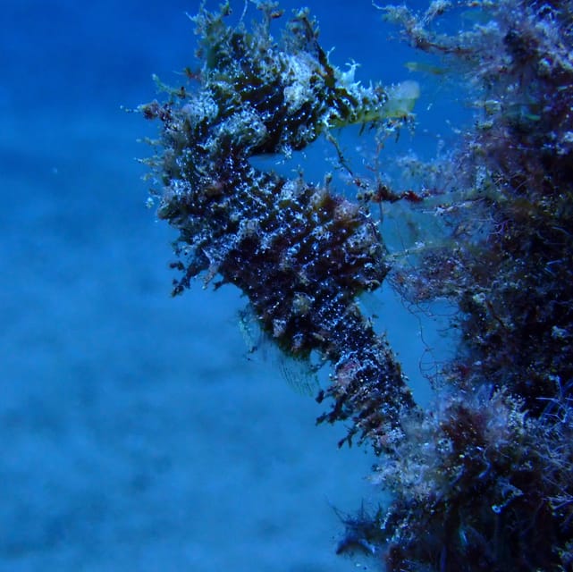 2 PRIVATE GUIDED DIVES - Who Should Consider This Tour?