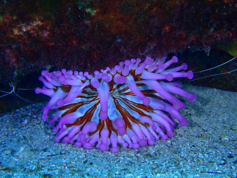 2 PRIVATE GUIDED DIVES - Final Thoughts on Lanzarote’s Private Dive Adventure