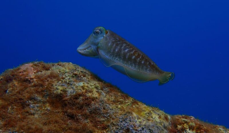 2 PRIVATE GUIDED DIVES - Frequently Asked Questions