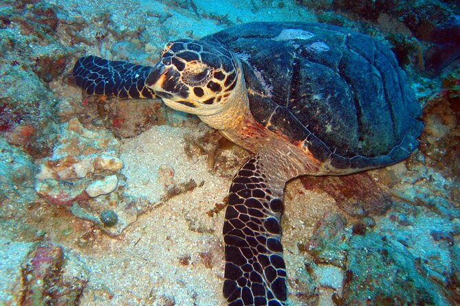2 Tank Boat Dives for Certified Divers - The Underwater Environments Around Acapulco