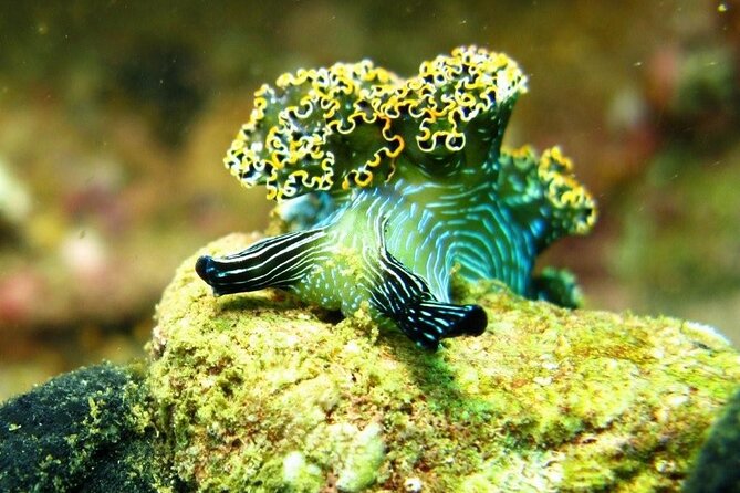 2 Tank Boat Dives for Certified Divers - Pacing, Group Size, and Physical Expectations