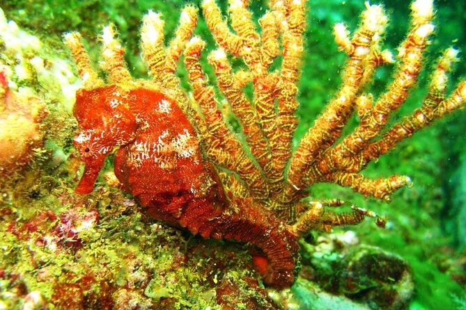 2 Tank Boat Dives for Certified Divers - Food, Beverages, and Additional Costs