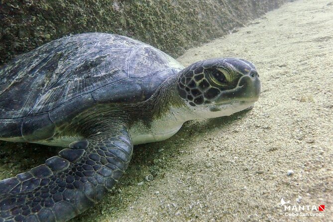 2 Tank Combo Cabo Reserve & Corridor, certified divers with MANTA - Underwater Rock Formations and Tropical Fish at Cabo Corridor
