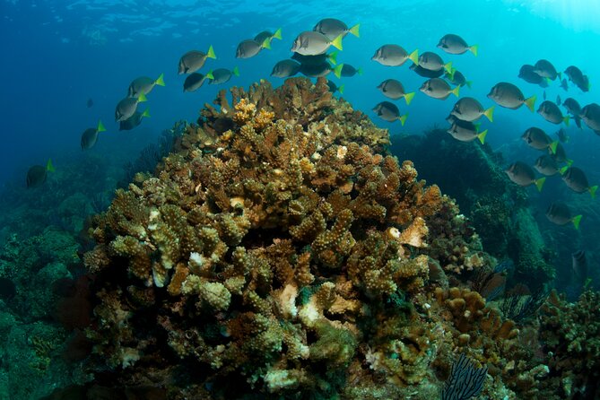 2 Tank Combo Cabo Reserve & Corridor, certified divers with MANTA - Equipment, Safety, and Additional Costs