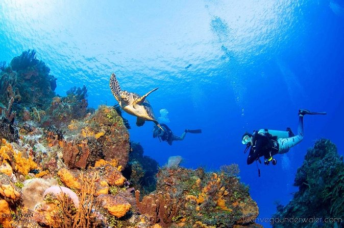 2 Tank Cozumel Reef Boat Dives - The Day’s Itinerary and Surface Interval