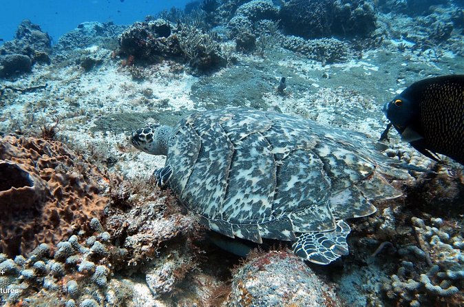 2 Tank Cozumel Reef Boat Dives - Additional Diving Options: Afternoon and Night Dives