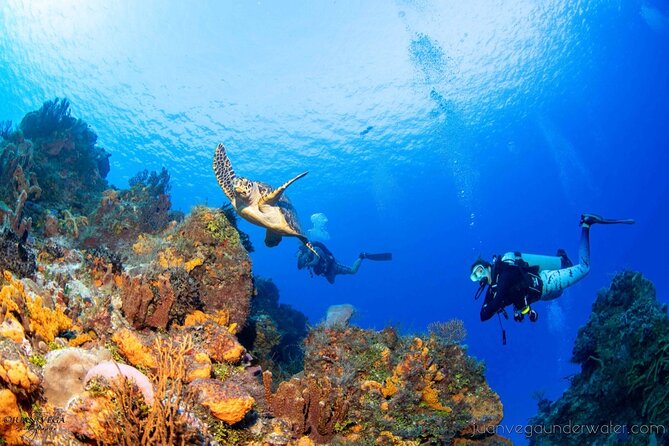 2 Tank Cozumel Reef Boat Dives - The Dive Guides and Their Impact