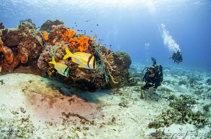 2 Tank Cozumel Reef Boat Dives - Value and Customer Satisfaction