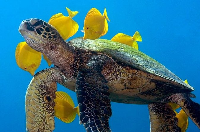 2-Tank Daytime Scuba Dive Boat Trip - Quality of Guides and Customer Experience