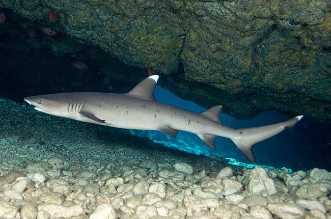 2-Tank Daytime Scuba Dive Boat Trip - Final Thoughts on the Kona 2-Tank Scuba Dive Trip