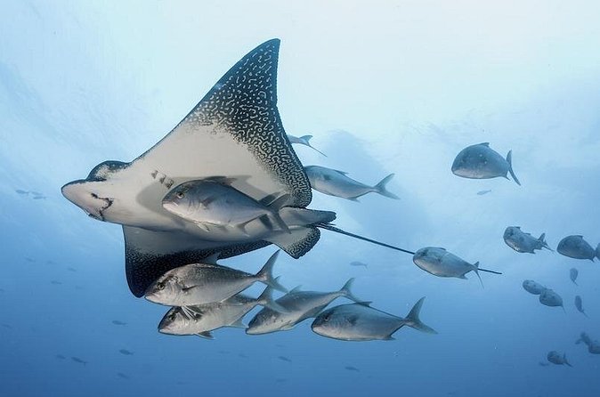 2 Tank Dive - Certified Divers (Santa Maria Bay & Chileno Bay) - The Value of This Dive Experience