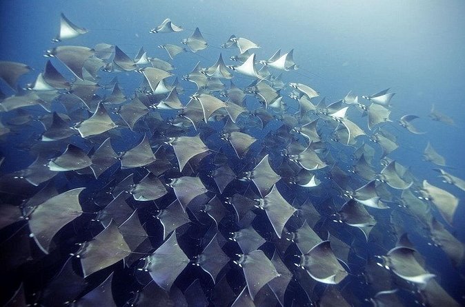 2 Tank Dive - Certified Divers (Santa Maria Bay & Chileno Bay) - Who Should Book This Tour