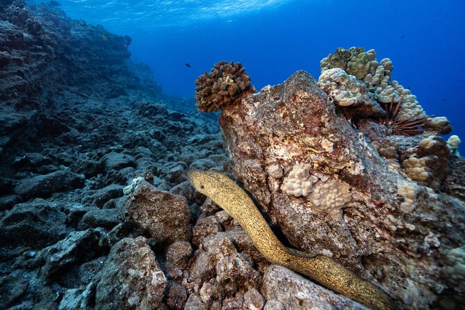 2-Tank Dive Featuring the Molokini Crater - The Experience of the Crew and Guides