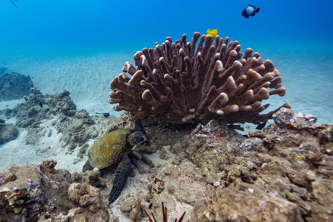 2-Tank Dive Featuring the Molokini Crater - Why Choose This Maui Dive Tour?