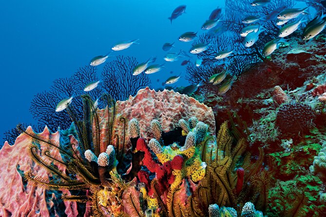 2 Tank Dive (for certified divers) - What’s Included and What’s Not