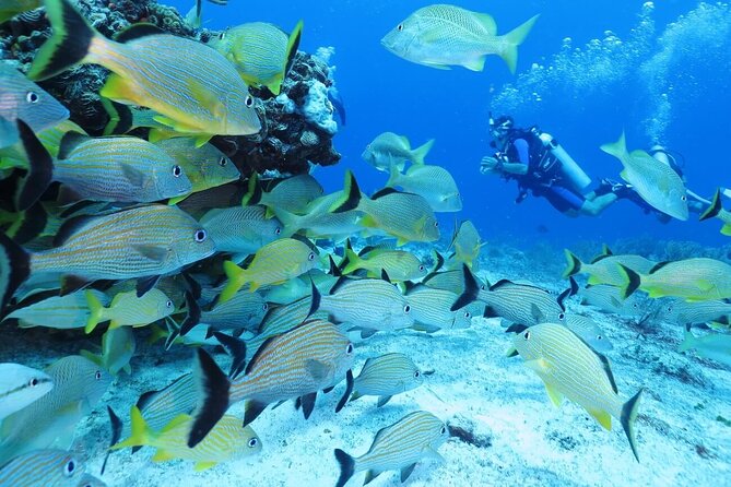 2 Tank Dive (for certified divers) - Why This Tour Excels According to Reviews