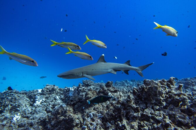 2-Tank Dive K2 Power Catamaran featuring the Molokini Crater - The South Side Dive Location