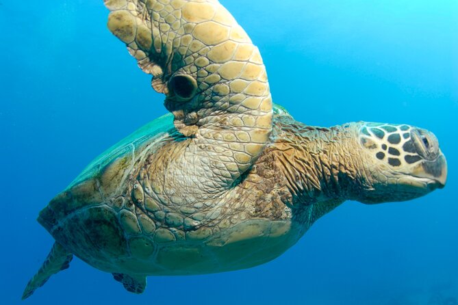 2-Tank Dive K2 Power Catamaran featuring the Molokini Crater - Comparing This Tour to Other Maui Marine Adventures